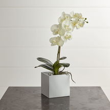 Online Designer Living Room Large Potted Orchid Plant