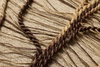 Loloi Autumn's Lace Wall Art, Wall Hanging, 34" length x 34" width thumbnail 3