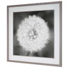 Dandelion Seedhead Framed Print, Art by Uttermost, 53.75" width x 53.75" height x 3.12" depth thumbnail 6