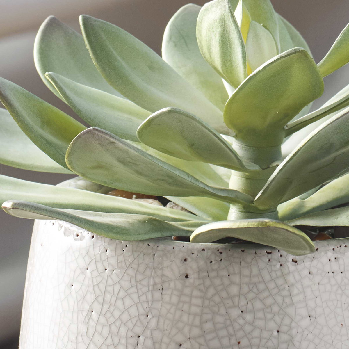 Dudleya Gray Outdoor Succulent, Decorative by Uttermost, 10" width x 9" height x 10" depth View 3