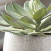 Dudleya Gray Outdoor Succulent, Decorative by Uttermost, 10" width x 9" height x 10" depth thumbnail 3