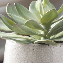 Online Designer Patio Dudleya Gray Outdoor Succulent