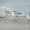 Tranquil Shorebirds On The Sand Framed Print, Art by Uttermost, 32.5" width x 22.5" height x 1.75" depth thumbnail 5