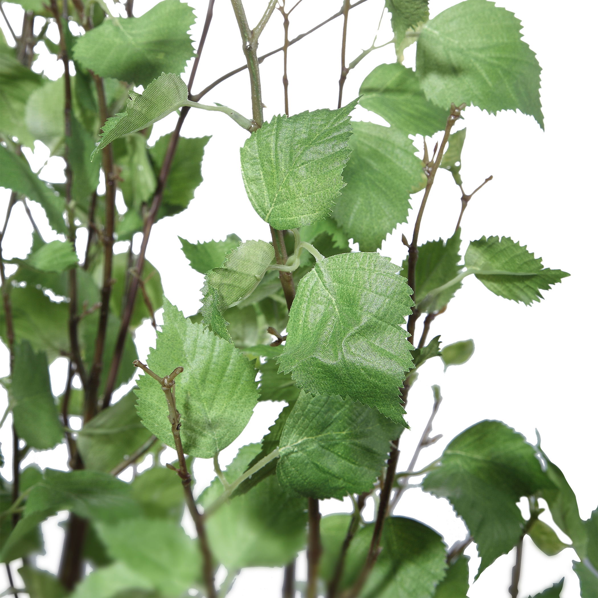 Aldis Potted River Birch large image 