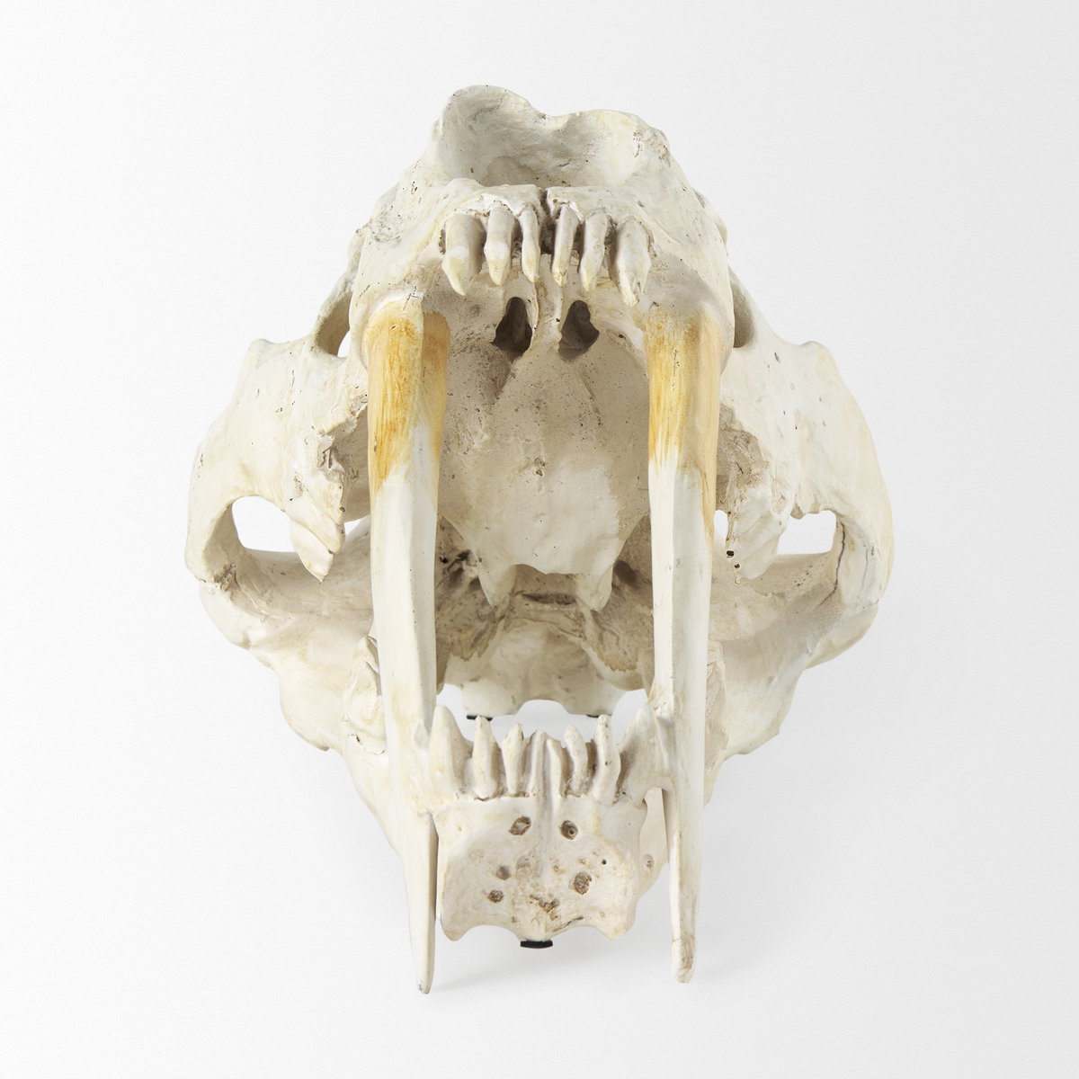 Fozzil 9L x 9W Resin Sabretooth Skull Replica, Decorative Object by Mercana, 9" length x 9.06" width x 14.96" height View 5