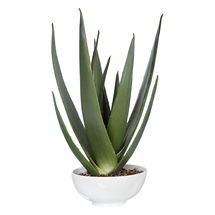 Online Designer Combined Living/Dining Evarado Aloe Planter