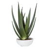 Evarado Aloe Planter, Artificial Plants & Flower by Uttermost, 16.75" width x 28.25" height x 16.75" depth thumbnail 1