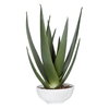 Evarado Aloe Planter, Artificial Plants & Flower by Uttermost, 16.75" width x 28.25" height x 16.75" depth thumbnail 1