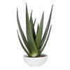 Evarado Aloe Planter, Decorative by Uttermost, 16.75" width x 28.25" height x 16.75" depth thumbnail 1