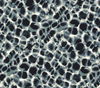 Leopard Rosettes Blue Wallpaper thumbnail 0
