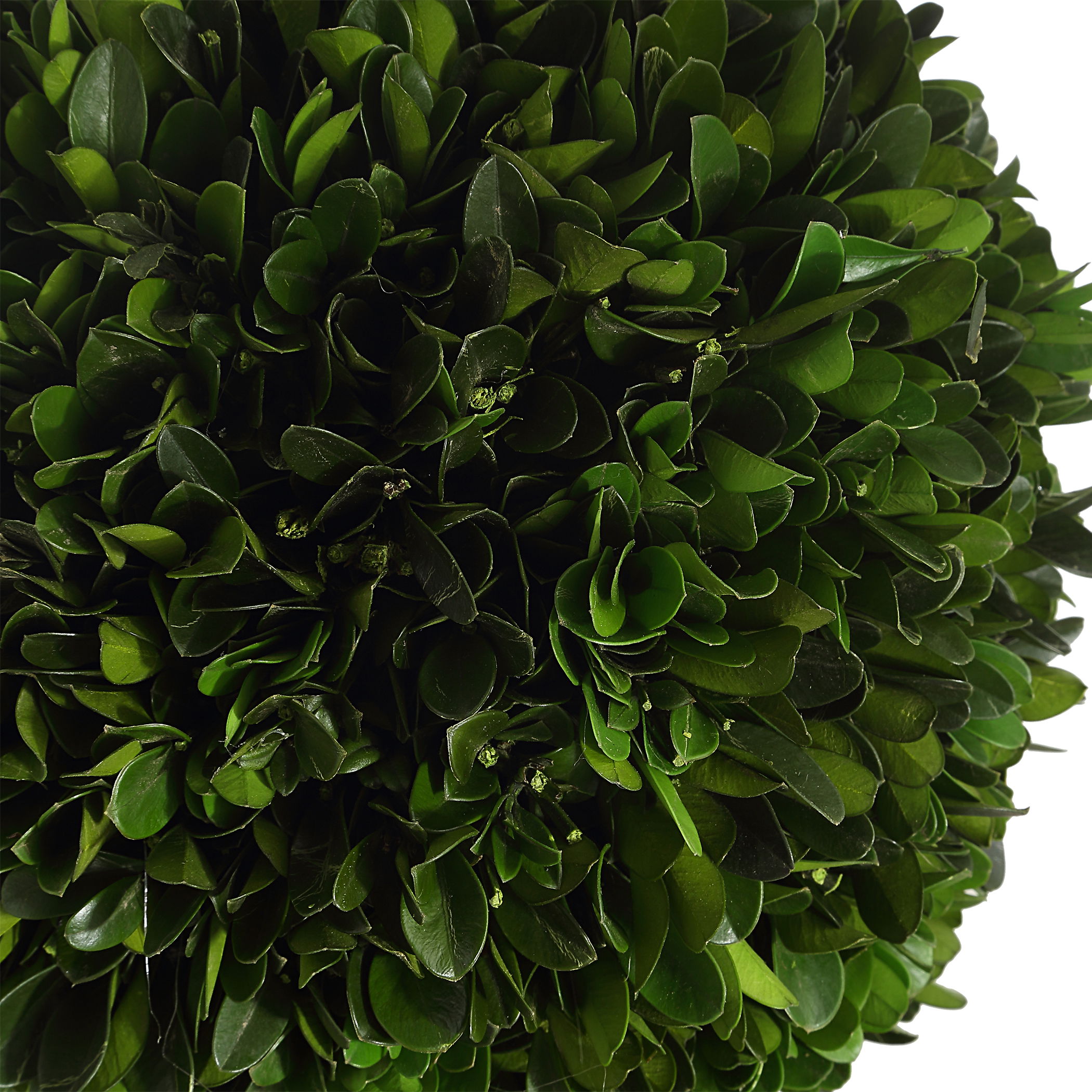 Preserved Boxwood Triple Topiary large image 