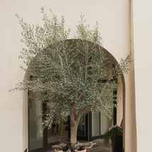 Online Designer Combined Living/Dining Mission Olive Tree