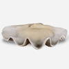 Clam Shell Bowl, Decorative Tray by Uttermost, 22.64" width x 6.69" height x 13.98" depth thumbnail 1