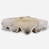 Clam Shell Bowl, Decorative Tray by Uttermost, 22.64" width x 6.69" height x 13.98" depth thumbnail 1
