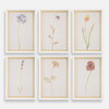 Wild Flourish Framed Floral Prints Set/6, Art by Uttermost, 14" width x 20" height x 1.5" depth thumbnail 1