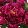 Prima Peony Bouquet, Artificial Plants & Flower by Uttermost, 12.5" width x 12" height x 12.5" depth thumbnail 5