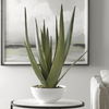 Evarado Aloe Planter thumbnail 2