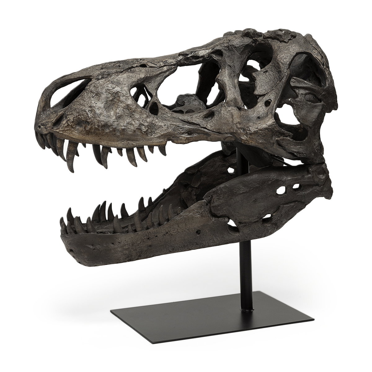 Lagrane 19L x 11W Brown Resin Tyrannosaurus T Rex Dinosaur Skull Replica, Decorative Object by Mercana, 19" length x 11" width x 20" height View 1
