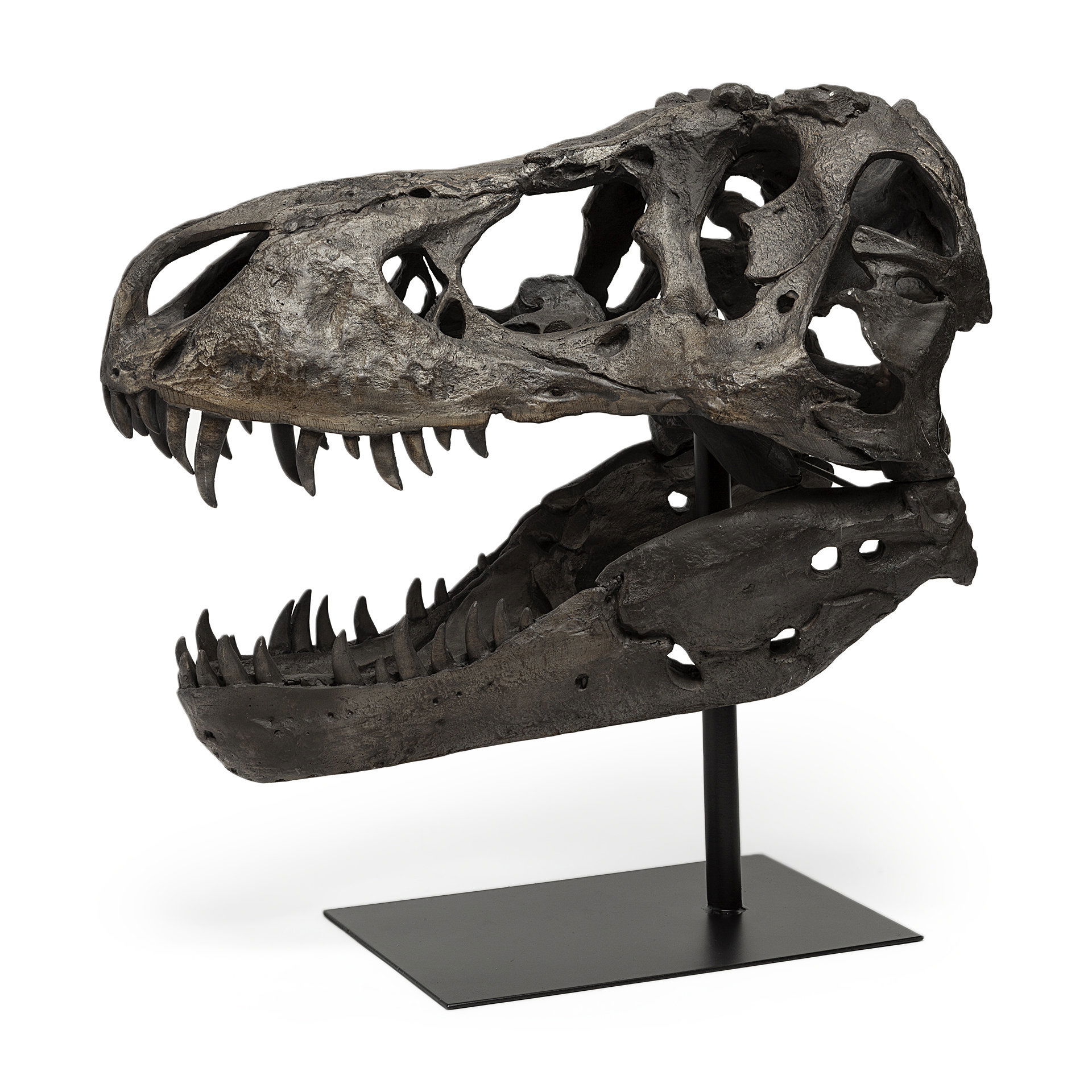 Lagrane 19L x 11W Brown Resin Tyrannosaurus T Rex Dinosaur Skull Replica large image 