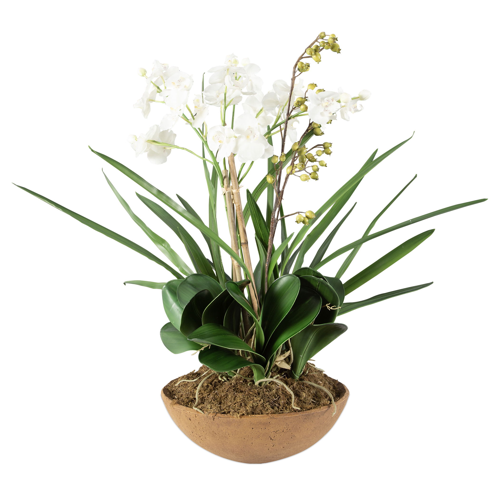 Moth Orchid Planter large image 