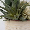 Seaside Succulents Set/2, Decorative by Uttermost, 9" width x 12" height x 7" depth thumbnail 5