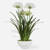 Purity Agapanthus Centerpiece thumbnail 0