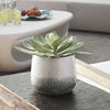 Dudleya Gray Outdoor Succulent thumbnail 1