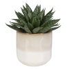 Doha Succulent Accent, Decorative by Uttermost, 11" width x 10.5" height x 9" depth thumbnail 3