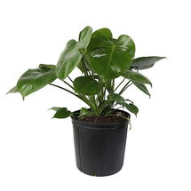 Online Designer Home/Small Office Live Monstera Plant in 10" Grower Pot