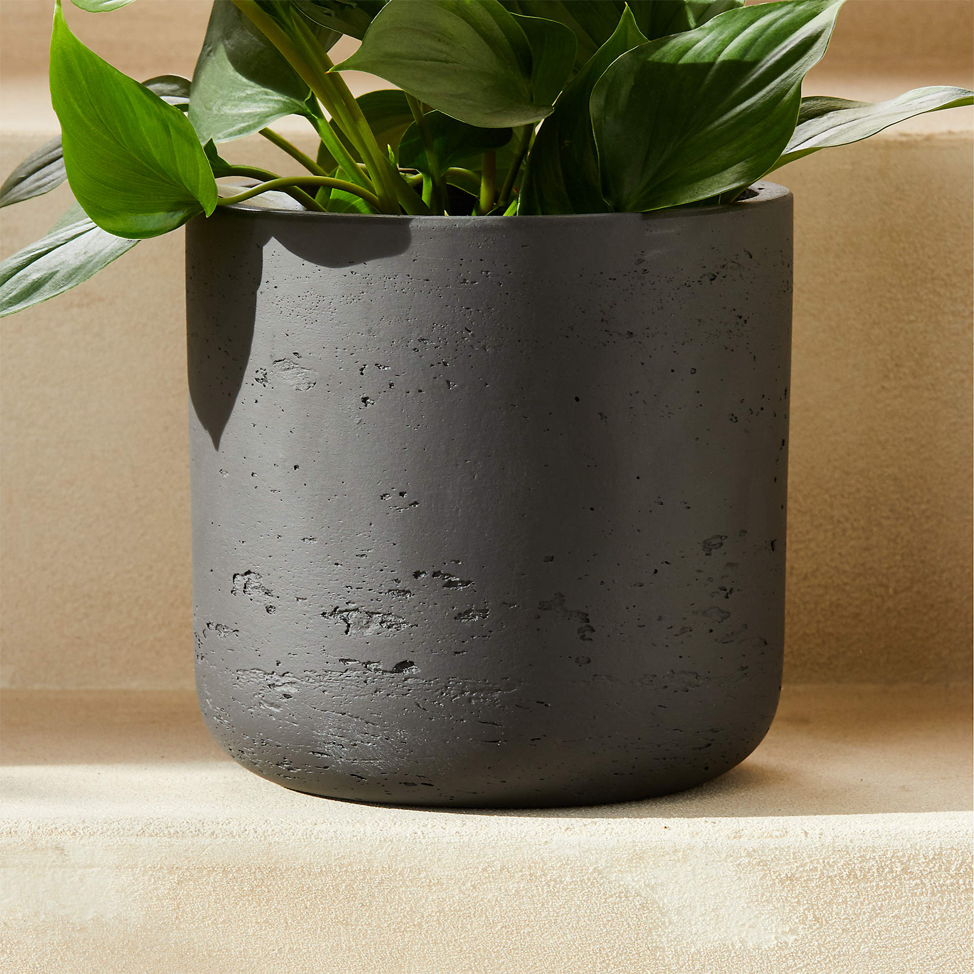 Online Designer Hallway/Entry Seminyak Black Cement Indoor/Outdoor Planter XXS