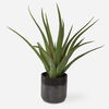 Tucson Aloe Planter thumbnail 0