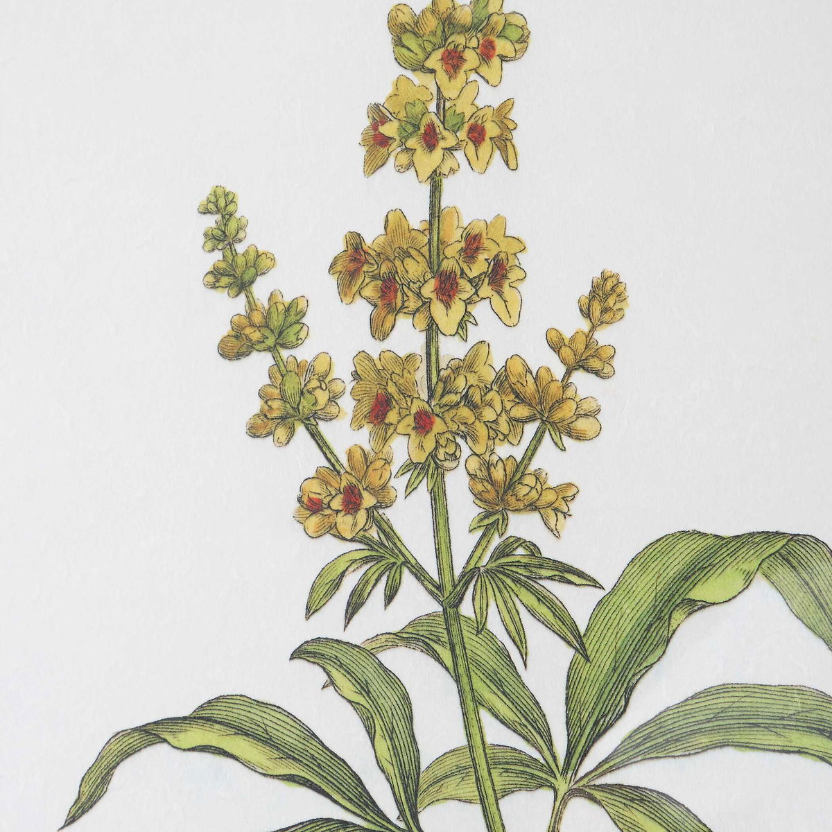 Wildflower Study Framed Prints Set/4, Art by Uttermost, 19" width x 22" height x 1.75" depth View 6