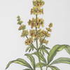 Wildflower Study Framed Prints Set/4, Art by Uttermost, 19" width x 22" height x 1.75" depth thumbnail 6