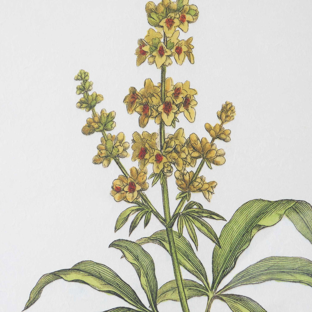 Wildflower Study Framed Prints Set/4, Painting by Uttermost, 19" width x 22" height x 1.75" depth View 6