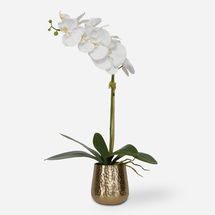 Online Designer Bathroom Cami Orchid With Brass Pot