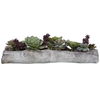 Charita Lush Succulents thumbnail 2