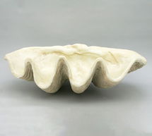 Online Designer Bedroom Giant Clam Decorative Object