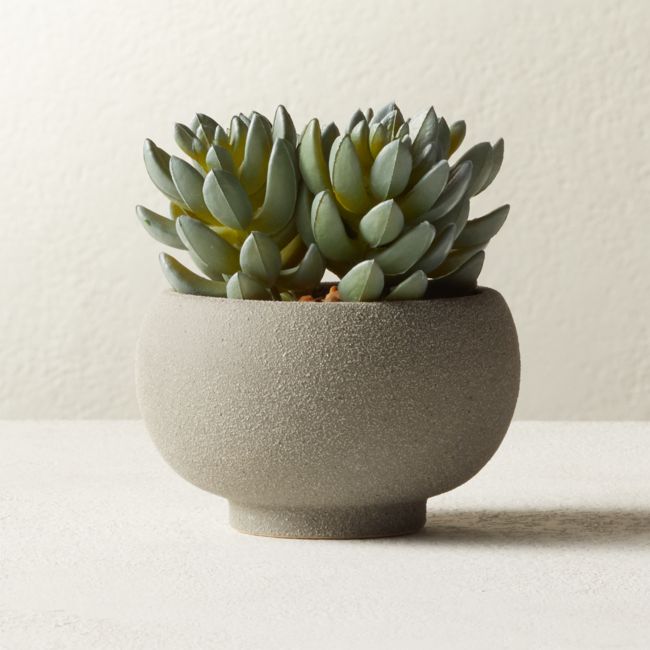Online Designer Combined Living/Dining Potted Faux Succulents 4.25