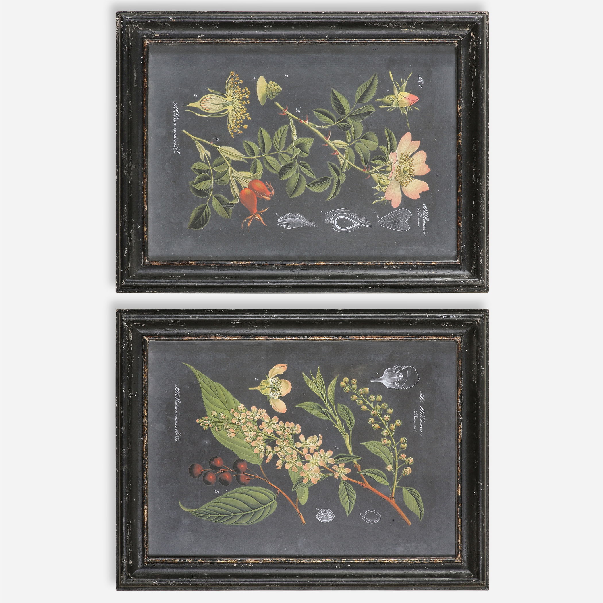 Midnight Botanicals Wall Art S/2 large image 