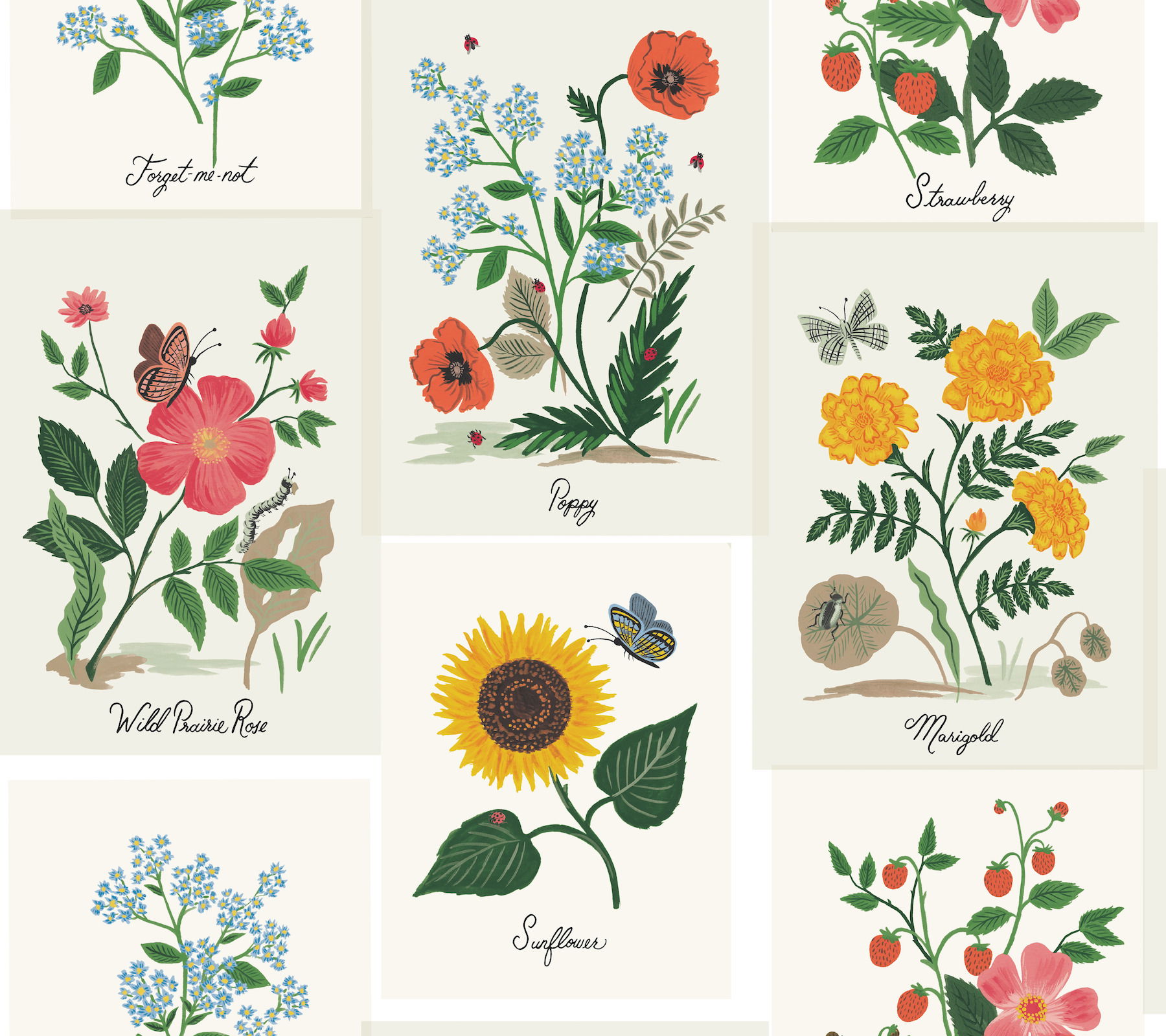 Botanical Prints White & Pink Wallpaper large image 