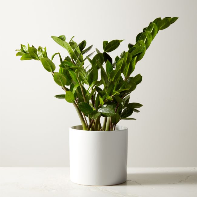 Online Designer Kitchen Live Zanzibar Gem ZZ Plant 6" in White Ceramic Pot