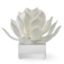 Online Designer Home/Small Office White Agave On Acrylic Stand, Large