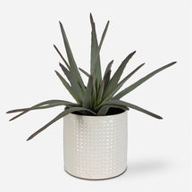 Online Designer Bedroom Taos Aloe Centerpiece