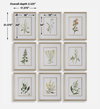 Botanical Flowers Framed Prints Set/9, Art by Uttermost, 17.37" width x 21.37" height x 2.12" depth thumbnail 3