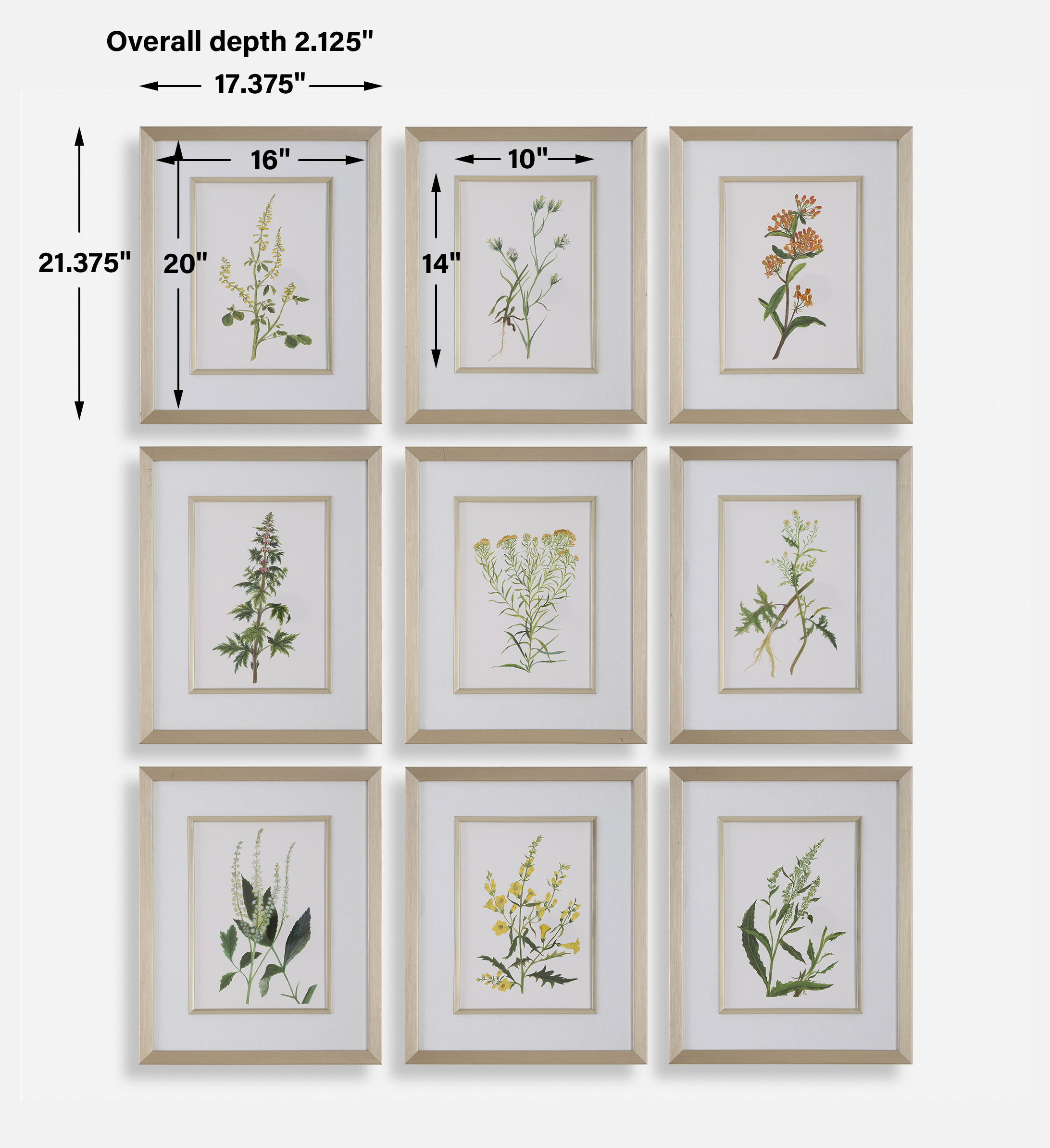 Botanical Flowers Framed Prints Set/9, Painting by Uttermost, 17.37" width x 21.37" height x 2.12" depth View 3