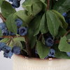 Blueberry Fields Accent, Artificial Plants & Flower by Uttermost, 10" width x 11" height x 10" depth thumbnail 4