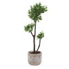 Arbor Strawberry Tree, Decorative by Uttermost, 13.5" width x 43" height x 14.75" depth thumbnail 5