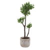 Arbor Strawberry Tree, by Uttermost, 1'1.5" width x 3'7" height x 1'2.75" depth thumbnail 5