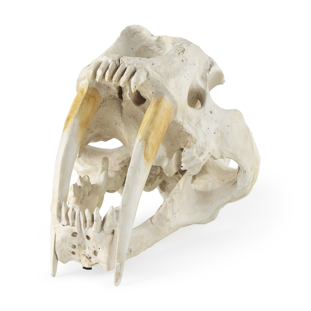 Fozzil 9L x 9W Resin Sabretooth Skull Replica, Decorative Object by Mercana, 9" length x 9.06" width x 14.96" height View 1
