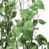 Aldis Potted River Birch, Artificial Plants & Flower by Uttermost, 28" width x 72" height x 28.5" depth thumbnail 4
